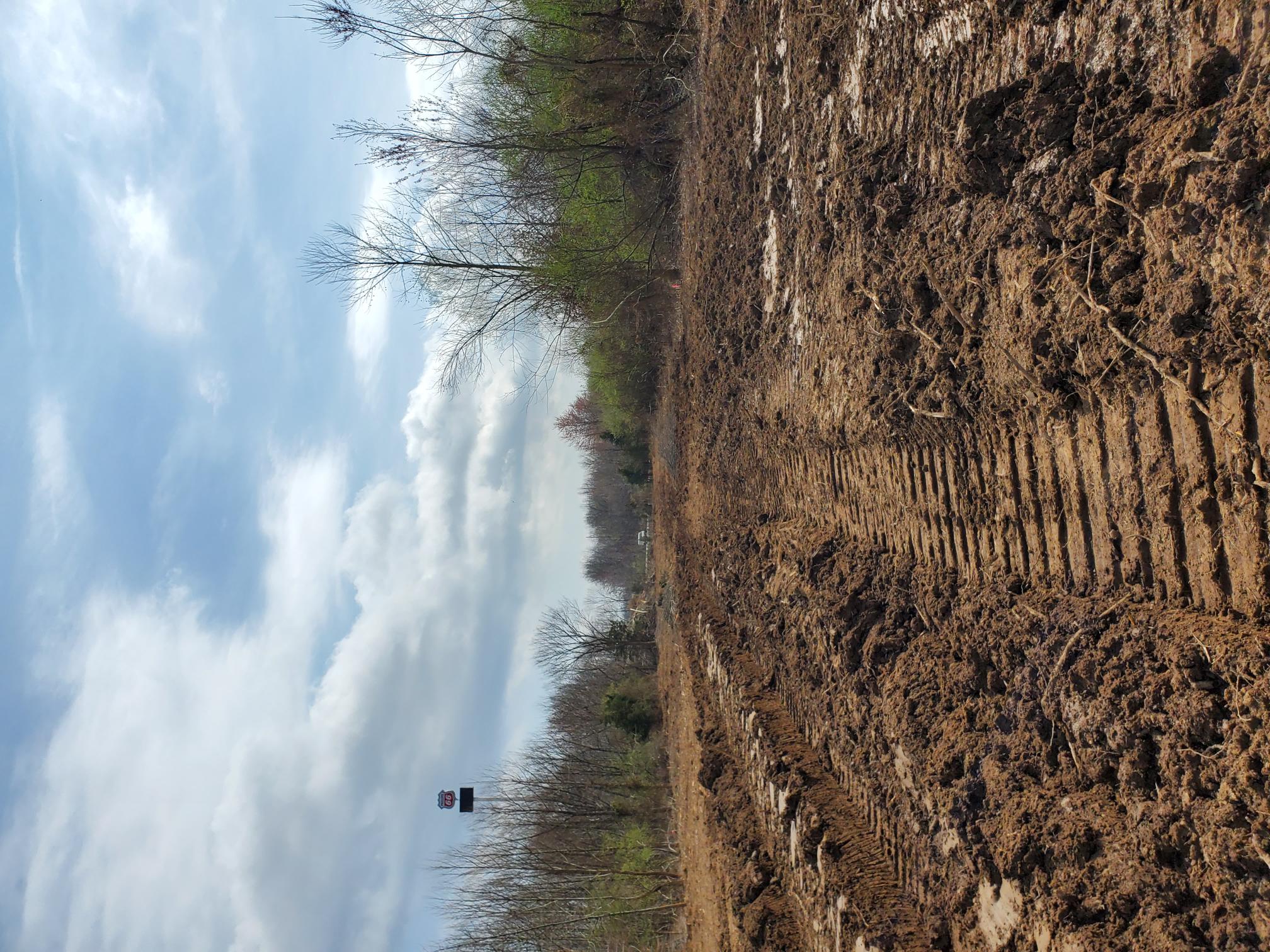 Dirt, trees, and sky